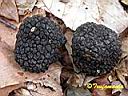 Tuber uncinatum